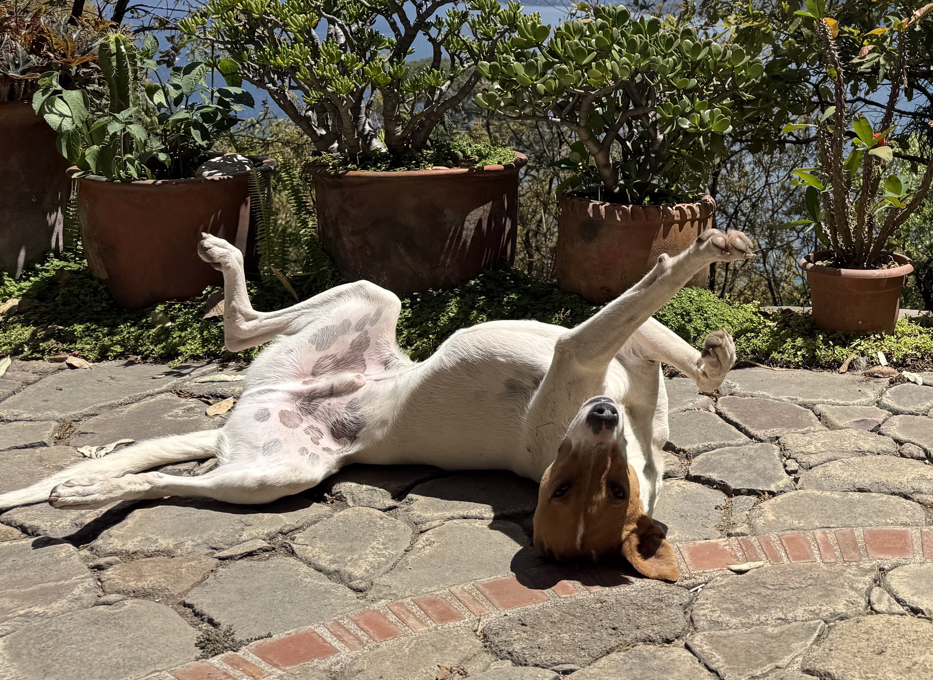 Mooshoo sunbathing on a stone patio